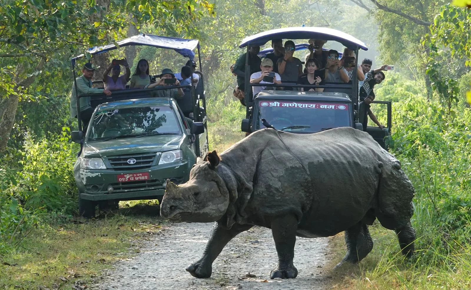 Chitwan Rhino