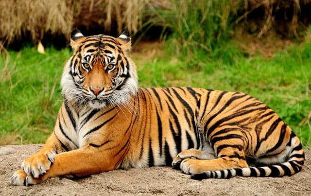 Royal Tiger