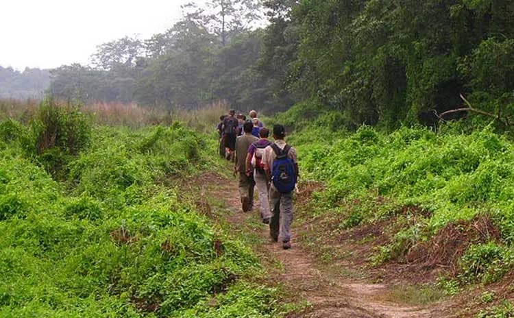 Jungle walk In Chitwan National Park